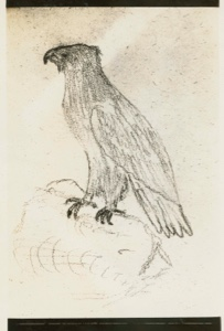 Image of Drawing of Eagle